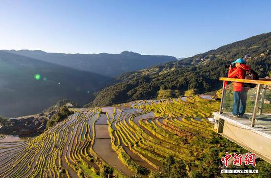 图为游客在贵州省从江县加榜梯田拍照。罗京来 摄 图为游客在贵州省从江县加榜梯田拍照。罗京来 摄
