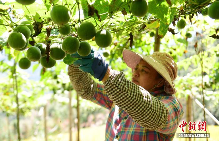 广西龙胜：寒露节气 罗汉果丰收村民采摘忙