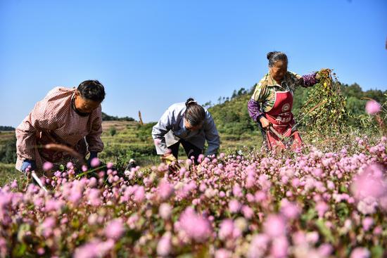 务工群众抢收头花蓼。吉江 摄 务工群众抢收头花蓼。吉江 摄