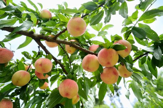 莲都桃 摄影师:贾恒 莲都桃 摄影师:贾恒