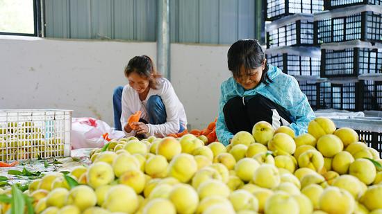 果农在分拣采收的桃子。 果农在分拣采收的桃子。