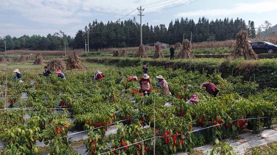 赫章县平山镇群众采收工业辣椒。 鲁绍林 摄 赫章县平山镇群众采收工业辣椒。 鲁绍林 摄