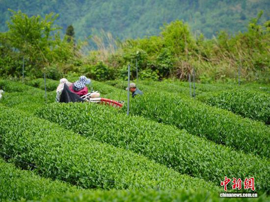 图为村民在贵州省德江县抹茶基地采收茶青。记者 周燕玲 摄 图为村民在贵州省德江县抹茶基地采收茶青。记者 周燕玲 摄