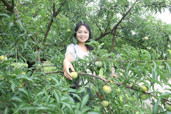 游客在采摘蜂糖李。李昌焯 摄 游客在采摘蜂糖李。李昌焯 摄