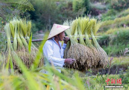 图为村民在贵州省从江县刚边壮族乡挑运糯稻谷。罗京来 摄