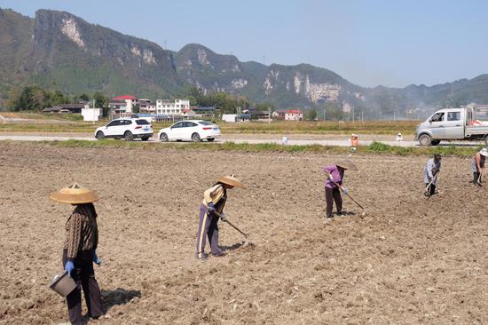 村民排成一排翻地