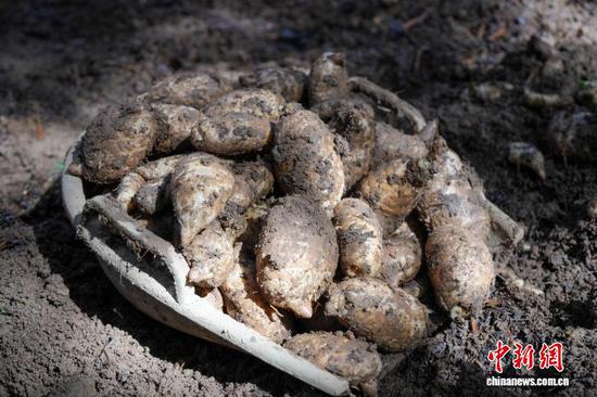 图为10月12日，威宁自治县海拉镇海明社区林下天麻种植基地，务工民众采收的新鲜天麻。陈逍 摄