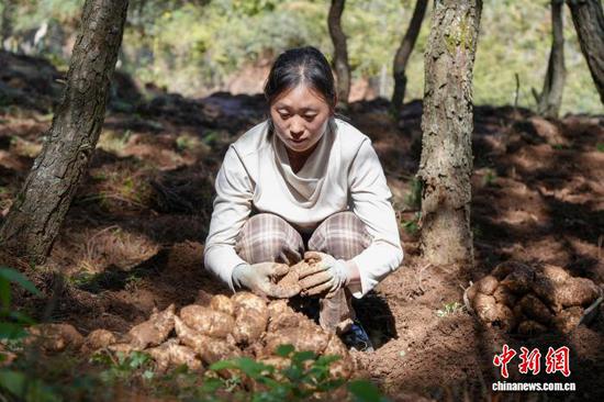 图为10月12日，威宁自治县海拉镇海明社区林下天麻种植基地，务工农户正忙着采收天麻。陈逍 摄