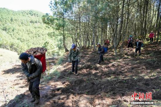 图为10月12日，威宁自治县海拉镇海明社区林下天麻种植基地，务工农户正在背运天麻。陈逍 摄