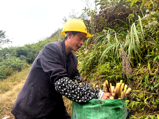 在后山苗族布依族乡陇岗村芦竹山，村民正在采收芦竹笋