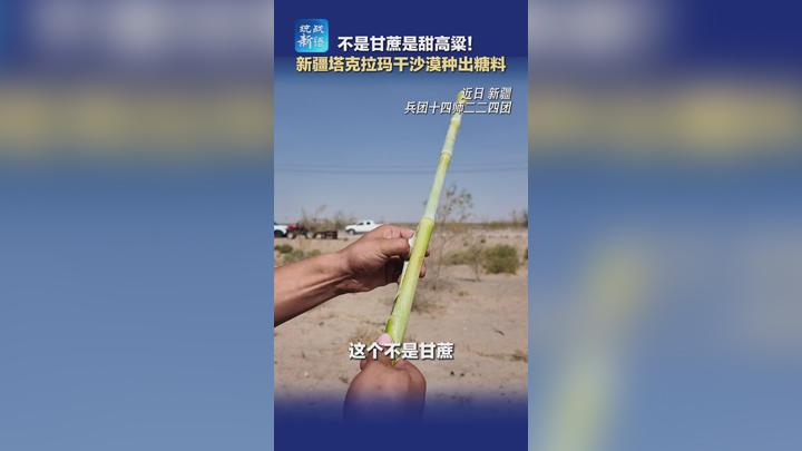 不是甘蔗是甜高粱！新疆塔克拉玛干沙漠种出糖料