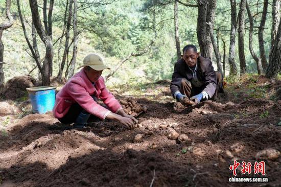 图为10月12日，威宁自治县海拉镇海明社区林下天麻种植基地，务工民众正忙着采收天麻。陈逍 摄