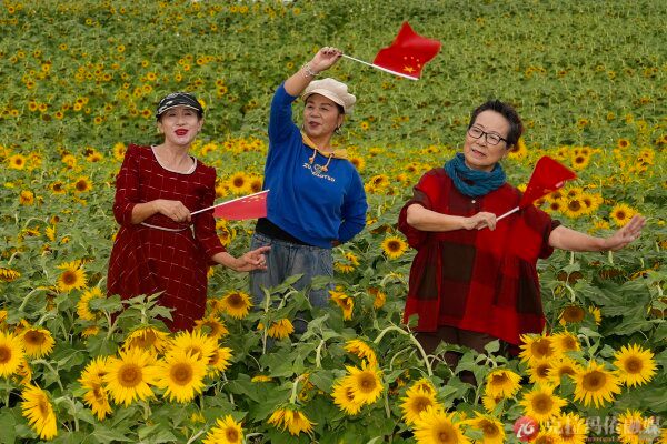 市区如意路附近的向阳花海，朵朵葵花向阳盛放。几位市民挥动鲜艳的五星红旗跳起舞蹈，在田园风光里抒发浓浓家国情怀。