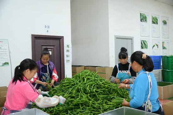 村民在红枫湖镇骆家桥村蔬菜保供基地分拣中心对辣椒进行分拣装箱。杨洪金 摄 村民在红枫湖镇骆家桥村蔬菜保供基地分拣中心对辣椒进行分拣装箱。杨洪金 摄