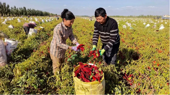 托合提麦麦提·斯拉吉、布海丽且木·阿塔伍拉夫妻二人将采摘的辣椒装入袋中。（王寿伟 摄）e
