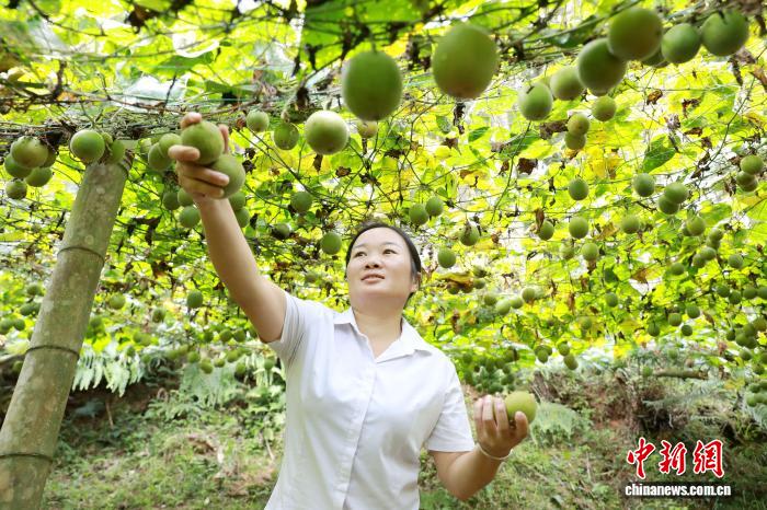 广西三江：罗汉果甜富农家