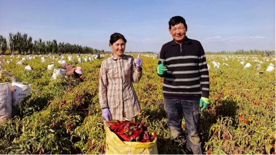 托合提麦麦提·斯拉吉、布海丽且木·阿塔伍拉二人站在辣椒田里，采摘辣椒。（王寿伟 摄）
