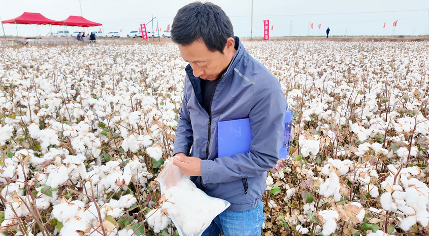 亩产561.24公斤！伽师棉花新品种AW05交出高产答卷