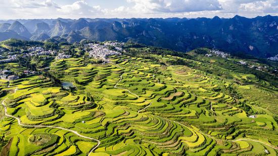沫阳镇红星村水稻种植区