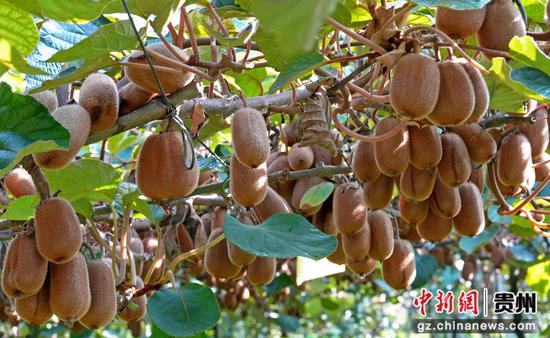 贵州省黔西市林泉镇海子社区生态猕猴桃种植基地，成熟的猕猴桃挂满枝头。熊朝光 摄
