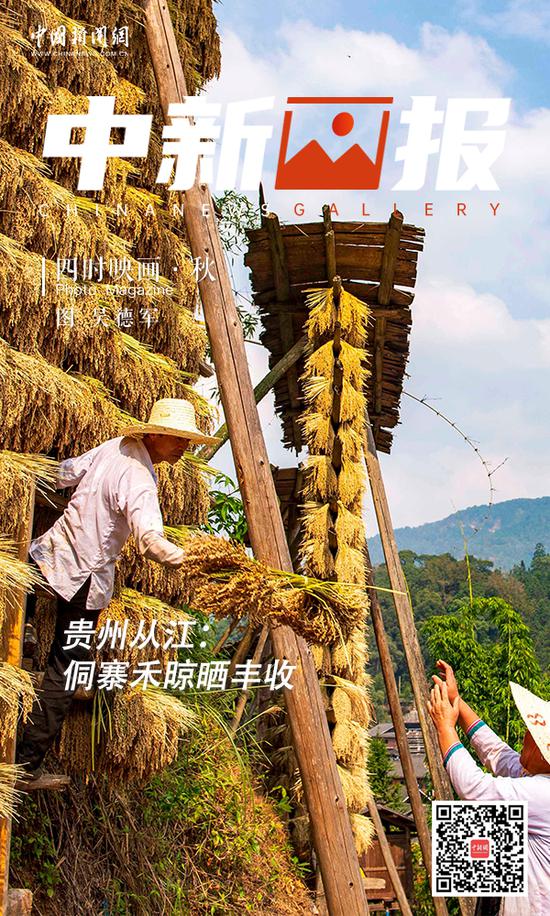 金秋时节，贵州省从江县高增乡占里侗寨，村民把丰收的香禾糯稻谷晾晒在禾晾架上。一排排禾晾架一个挨着一个，金黄色的稻穗挂满其间，拼接成一幅丰收的田园画卷。图为村民在贵州省从江县高增乡占里侗寨晾晒香禾糯稻谷。