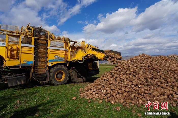 Mechanization boosts sugar beet harvest in Xinjiang