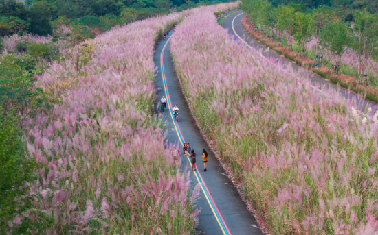 白峰村芦花 白峰村芦花
