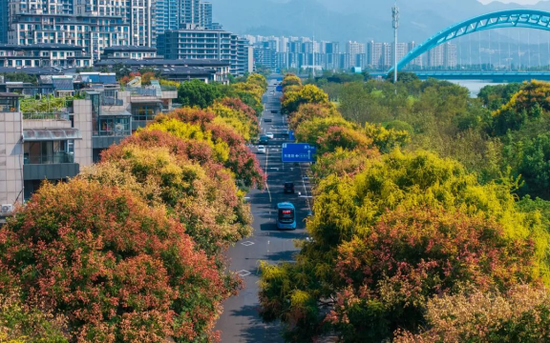 好溪路栾树 好溪路栾树