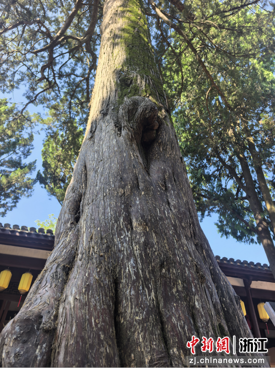 四百三十七年的柏木 作者供图