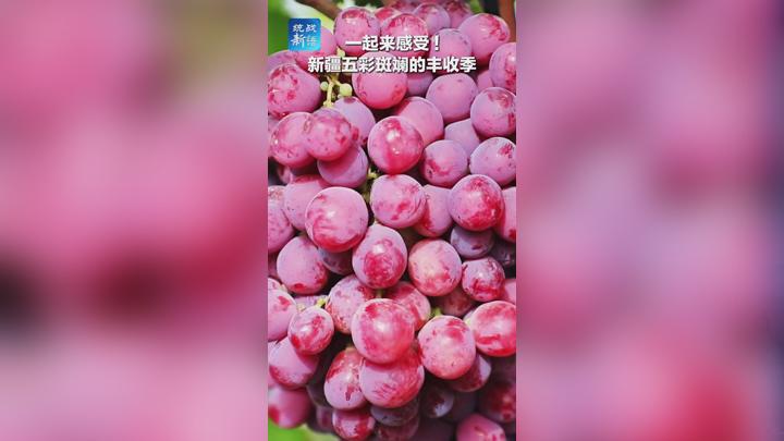 一起来感受！新疆五彩斑斓的丰收季