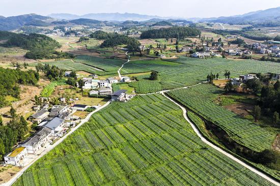 航拍黔西市中建乡民主村吊瓜种植基地。