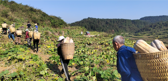 松桃长兴堡镇小地村南瓜基地