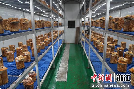 庆元食用菌企业一景。庆元县委宣传部&nbsp;&nbsp;供图
