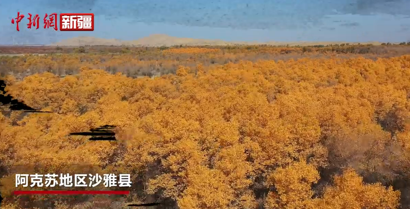 融通一带一路，醉美世界胡杨——湖北·沙雅文化交流交往暨中外艺术名家联合写生联展活动