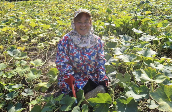 工人在松桃瓦溪乡南瓜基地采收