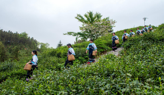 图为贞丰县小屯镇茶山，茶农准备采茶。