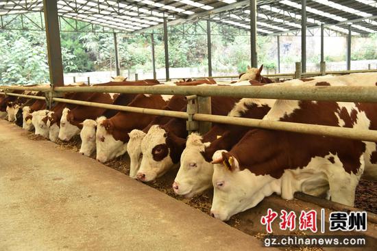 大关镇七里村奢香牧歌肉牛养殖场。何蕾 摄