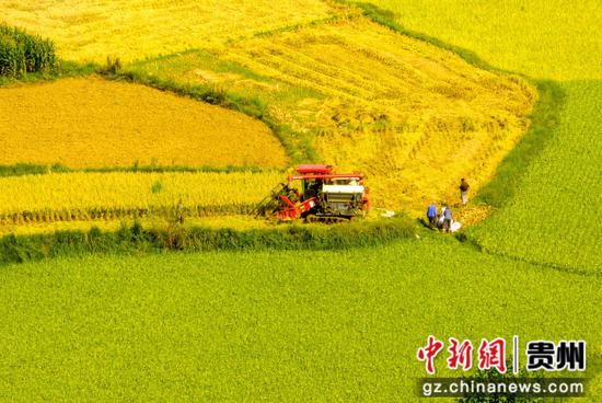 黔西市杜鹃街道大兴社区，农机手驾驶收割机收割稻谷。何蕾 摄