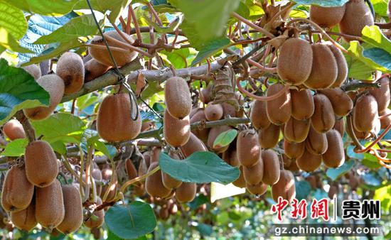 贵州省黔西市林泉镇海子社区生态猕猴桃种植基地，成熟的猕猴桃挂满枝头。何蕾 摄