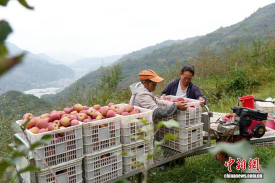 图为10月21日,在威宁自治县猴场镇格寨村印落福地生态农业专业合作社苹果种植基地,务工人员将苹果搬上山地轨道运输车进行转运。陈逍 摄 图为10月21日,在威宁自治县猴场镇格寨村印落福地生态农业专业合作社苹果种植基地,务工人员将苹果搬上山地轨道运输车进行转运。陈逍 摄