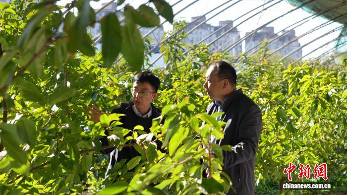 科技援疆赋能 新疆兵团第十二师农业育种迈向“选育创造”