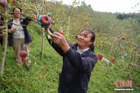 图为10月21日,在威宁自治县猴场镇格寨村印落福地生态农业专业合作社苹果种植基地,务工人员正采收苹果。陈逍 摄 图为10月21日,在威宁自治县猴场镇格寨村印落福地生态农业专业合作社苹果种植基地,务工人员正采收苹果。陈逍 摄