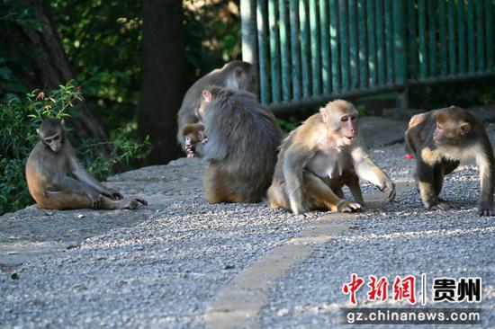 贵州省林业局供图