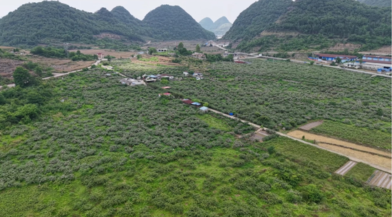 穿洞街道众鑫产业发展有限公司种植的金刺梨