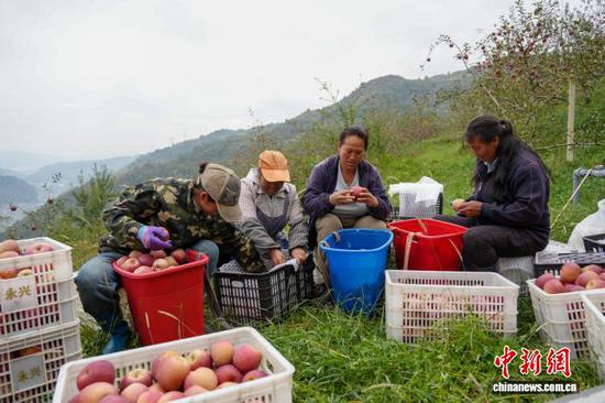 图为10月21日,在威宁自治县猴场镇格寨村印落福地生态农业专业合作社苹果种植基地,务工人员正分拣苹果。陈逍 摄 图为10月21日,在威宁自治县猴场镇格寨村印落福地生态农业专业合作社苹果种植基地,务工人员正分拣苹果。陈逍 摄