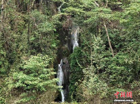 麻阳河掌突蟾生存的生态环境。杨朝辉 摄