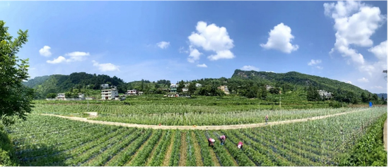 温水蔬菜基地。习水县融媒体中心供图
