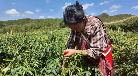 南开乡犀牛村村民在地里摘辣椒。