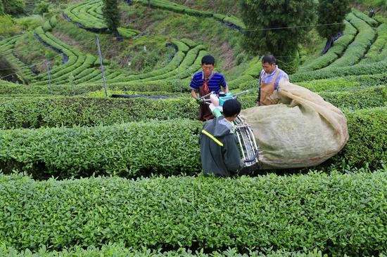 工人在凤冈县何坝街道水河村碾抹茶基地机采茶叶。饶云 摄