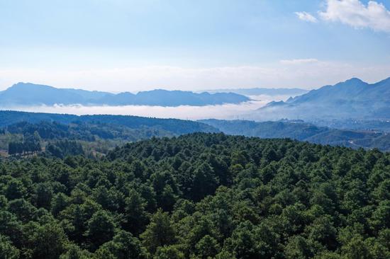 拱拢坪国有林场天麻种植基地 航拍 李杰摄